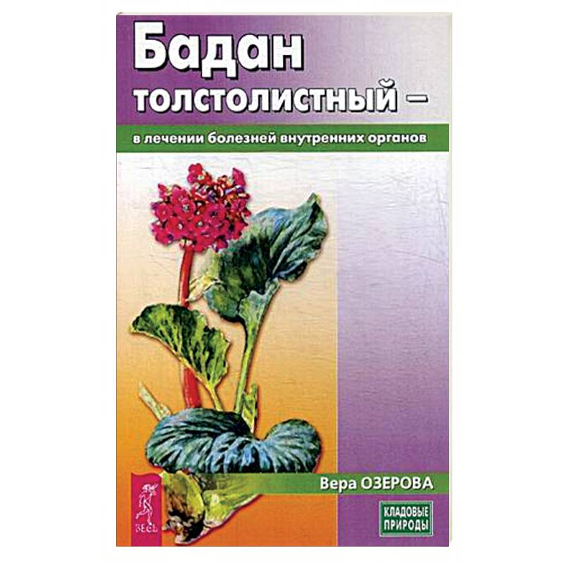 Бадан толстолистный - в лечении болезней внутренних органов Бадан толстолистный - в лечении болезней внутренних органов