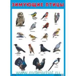 Зимующие птицы Зимующие птицы