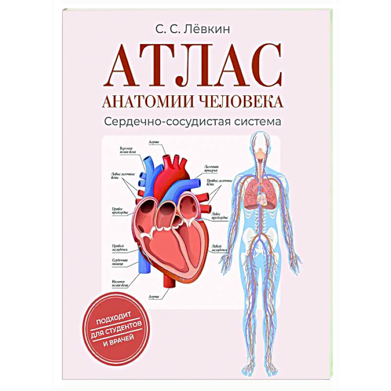 Атлас анатомии человека. Сердечно-сосудистая система Атлас анатомии человека. Сердечно-сосудистая система