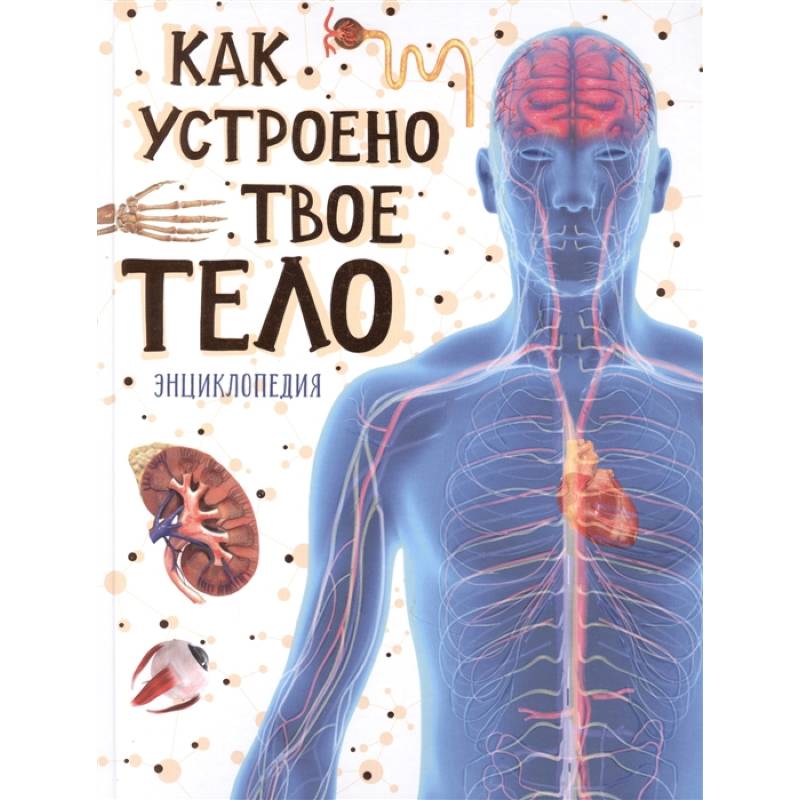 Как устроено твое тело. Энциклопедия Как устроено твое тело. Энциклопедия