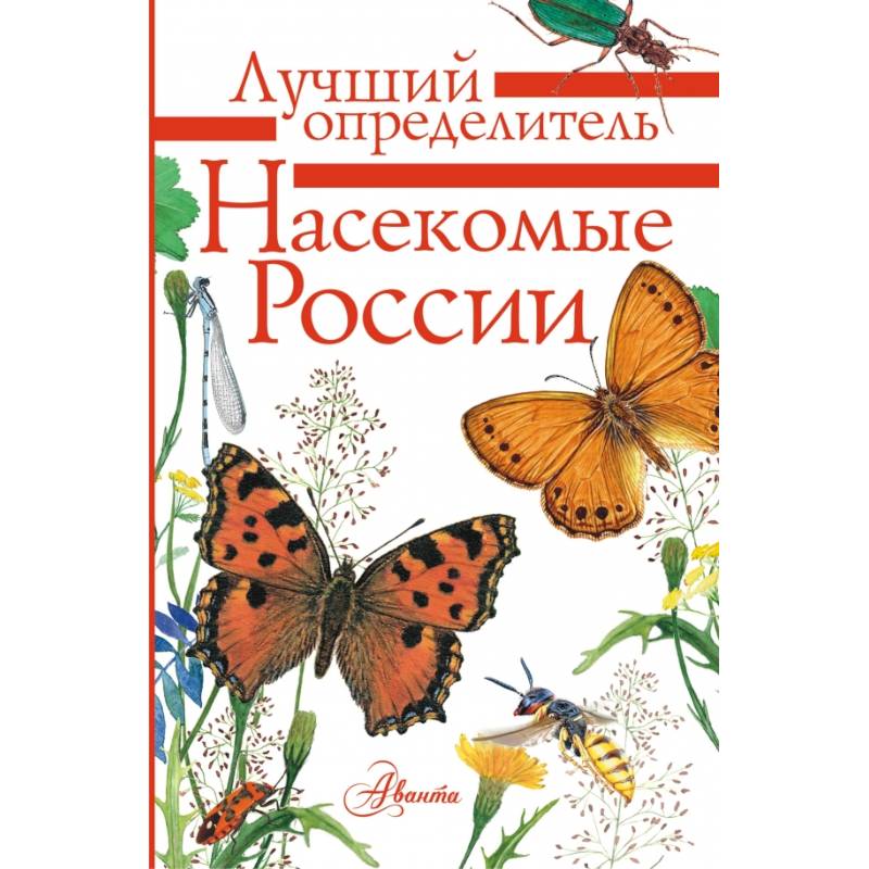 Насекомые России Насекомые России