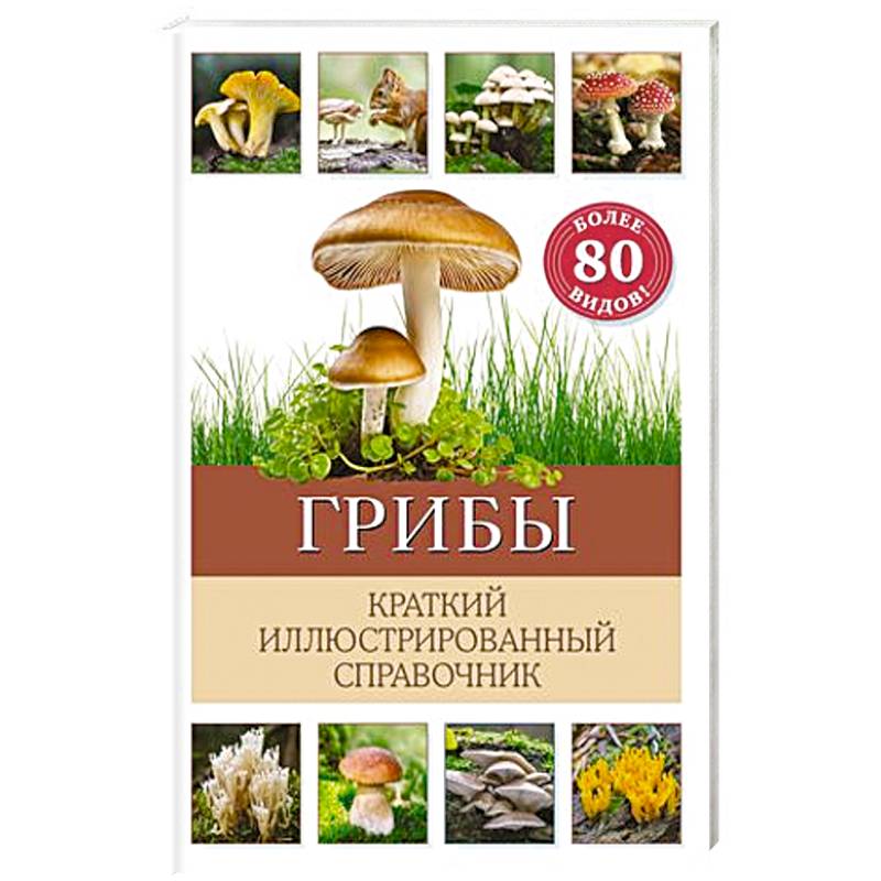 Грибы. Краткий иллюстрированный справочник Грибы. Краткий иллюстрированный справочник
