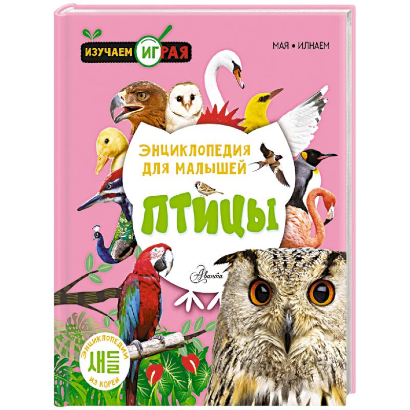 Птицы Птицы
