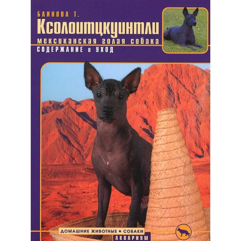 Ксолоитцкуинтли (мексиканская голая собака) . Содержание и уход