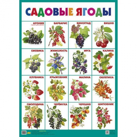 Окружающий мир, книга Садовые ягоды. Плакат купить по скидке