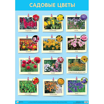 Садовые цветы Садовые цветы