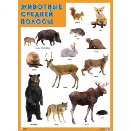 Животный и растительный мир, книга Животные средней полосы купить по скидке
