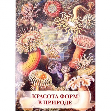 Изобразительное искусство, книга Красота форм в природе купить по скидке