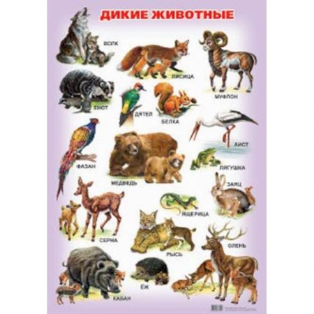 Животный и растительный мир, книга Дикие животные. Плакат купить по скидке