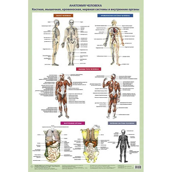 Анатомия человека. Костная, мышечная, кровеносная системы и внутренние органы (в тубусе)